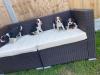 Puppies for sale Finland, Kuopio Beagle