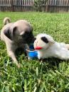Puppies for sale Sweden, Esbjerg Pug