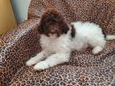 Puppies for sale Нидерланды, Венло, 5911 Лабрадор