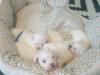Puppies for sale Germany, Aachen Maltese