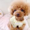Puppies for sale Belgium, Bruges Poodle