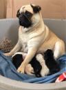 Puppies for sale Sweden, Helsingborg Pug