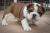 Puppies for sale Belgium, Brussels , BULLDOG
