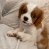 Puppies for sale Belgium, Liege King Charles Spaniel