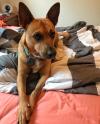 Puppies for sale Belarus, Gomel Dingo
