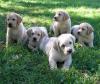 Puppies for sale Finland, Lahti Labrador