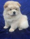 Puppies for sale Spain, Santa Cruz de Tenerife Chow Chow