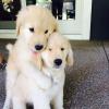 Puppies for sale Germany, Wiesbaden Golden Retriever