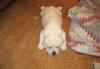 Puppies for sale Finland, Lapperanta Labrador
