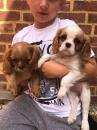 Puppies for sale Belgium, Gant King Charles Spaniel