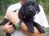 Puppies for sale Finland, Kuopio Labrador