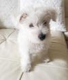 Puppies for sale Germany, Wiesbaden West Highland White Terrier