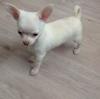 Продам щенка France, Lille Chihuahua