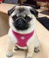 Puppies for sale Germany, Wiesbaden Pug