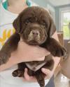 Puppies for sale United Kingdom, Edinburgh Labrador