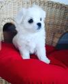 Puppies for sale Germany, Wiesbaden Maltese