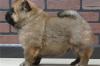 Puppies for sale United Kingdom, Dover Chow Chow