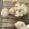 Puppies for sale United Kingdom, Nottingham Golden Retriever