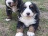 Puppies for sale Denmark, Kopenagen Bernese Mountain Dog