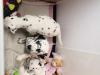 Puppies for sale Hungary, Budapest Dalmatian