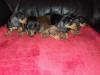 Puppies for sale Portugal, Lisbon Dachshund