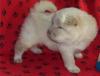 Puppies for sale United Kingdom, Edinburgh Chow Chow
