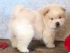 Puppies for sale United Kingdom, Dundee Chow Chow