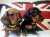 Puppies for sale Greece, Athens Dachshund