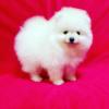 Puppies for sale Cyprus, Limassol Pomeranian Spitz
