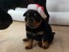Puppies for sale Lithuania, Vilnius Rottweiler