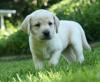 Puppies for sale France, Paris Labrador