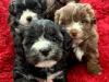 Puppies for sale Germany, Halle , maltipoo