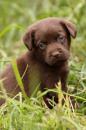 Puppies for sale Germany, Braunschweig Labrador