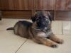 Puppies for sale Sweden, Stockholm German Shepherd Dog
