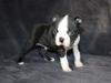 Puppies for sale Portugal, Braga Boston Terrier