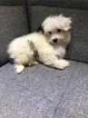 Puppies for sale Latvia, Riga Havanese