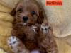 Puppies for sale Belgium, Brussels , maltipoo