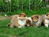 Puppies for sale Netherlands, NEC Collie