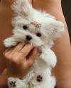 Puppies for sale France, Limoges Maltese