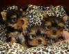 Puppies for sale Canada, Alberta Yorkshire Terrier