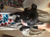 Puppies for sale Germany, Dessau French Bulldog