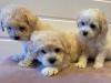 Puppies for sale Italy, Naples , maltipoo