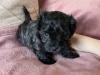 Puppies for sale Netherlands, Eindhoven , maltipoo