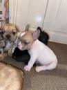 Puppies for sale Poland, Warsaw French Bulldog