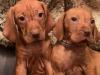 Puppies for sale Denmark, Kopenagen Hungarian pointer, vizsla