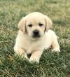 Puppies for sale Spain, Seville Labrador