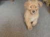 Puppies for sale Spain, Madrid Golden Retriever
