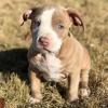 Puppies for sale Czech Republic, Prague American Pit-Bull Terrier