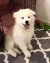 Puppies for sale Italy, Perugia , swiss shepherd pups