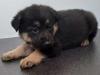 Puppies for sale Sweden, Stockholm German Shepherd Dog